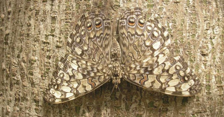 90% Of Viewers Can’t See The Big Animal Hiding In This Photo! How About You? - Featured image