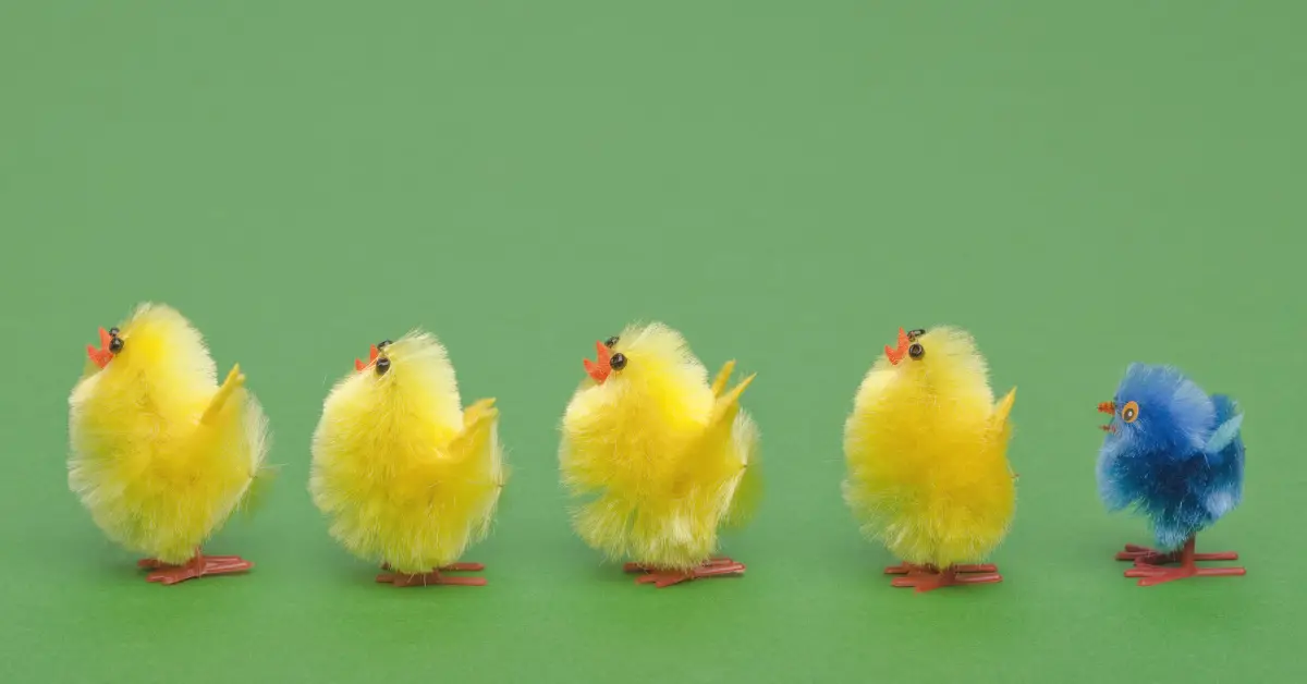 4 yellow chicks and a blue bird