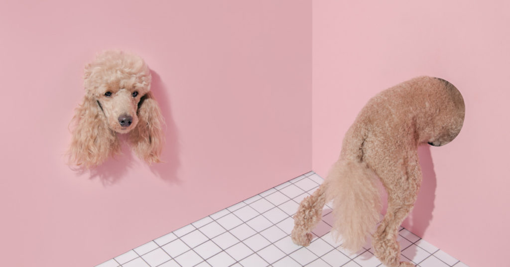 Mind-bending optical illusion shows an animal – and everyone sees it differently - Featured image