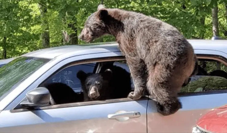 The bears checking out the car.