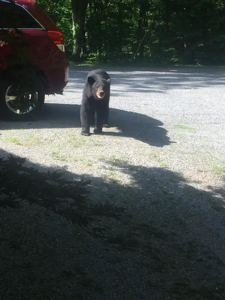 When the bear family finally decided to leave.