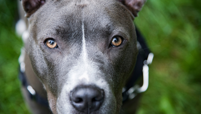 close up on a pitbull face 