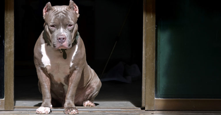Heroic Pit Bull Saved Family from House Fire, Pulls 7-Month-Old Girl by Her Diaper - Featured image