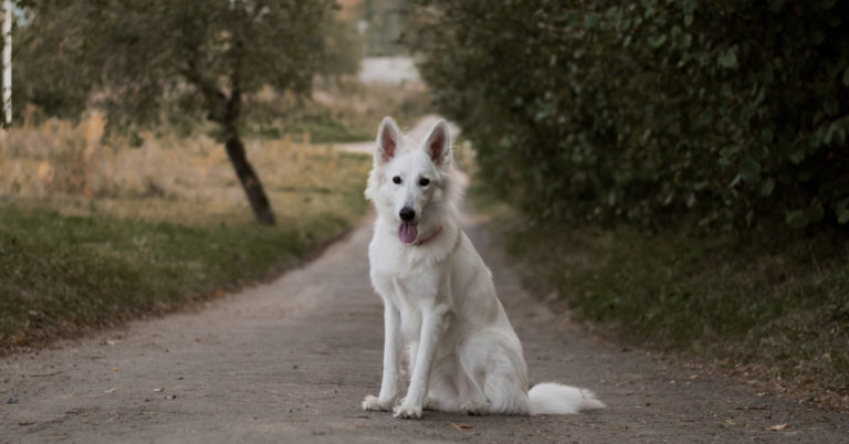 A Dog Never Dies, He’s Just Sleeping In Your Heart - Featured image