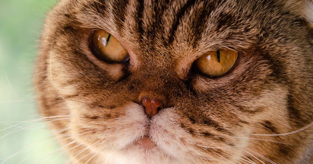 Can You Find The Hidden Cat In This Picture? - Featured image