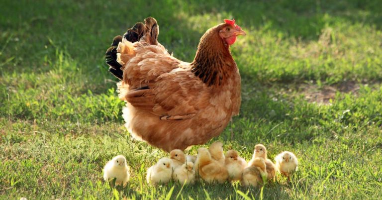 Can You Spot The Reason This Photo Of A Chicken Is Going Viral? - Featured image