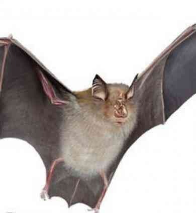 bat