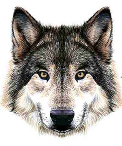 wolf