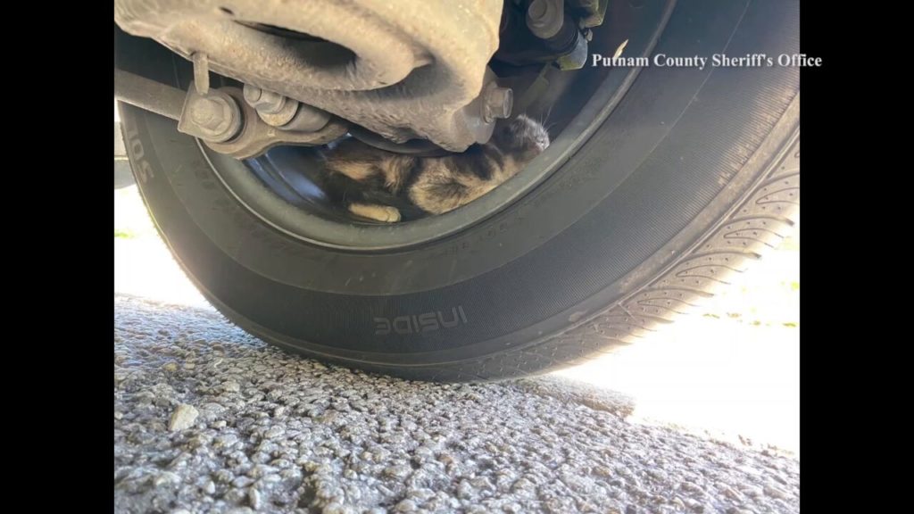 The kitten inside the car wheel.