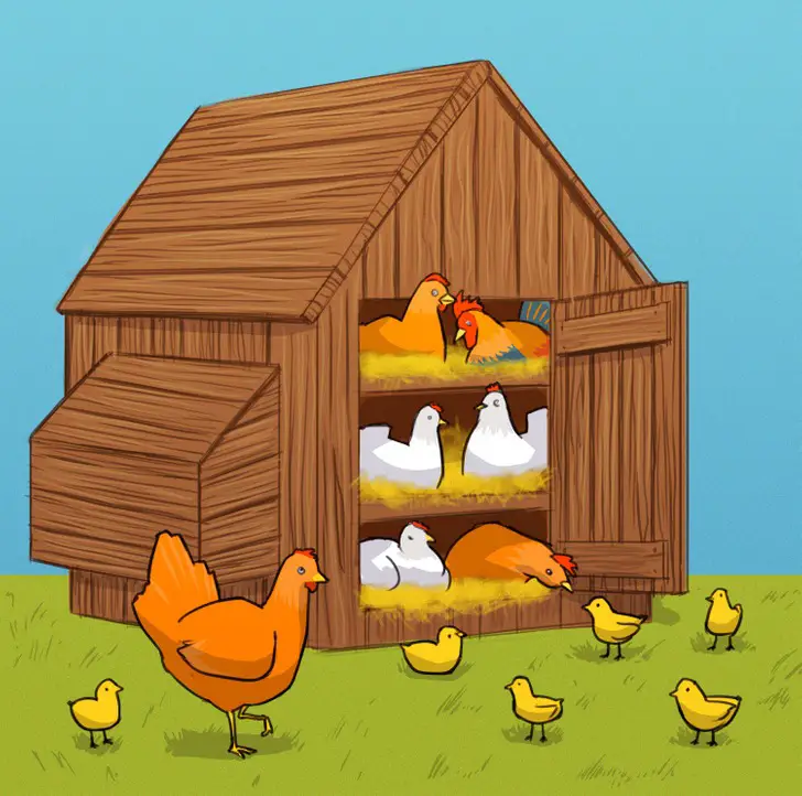 illustration: chicken coup 