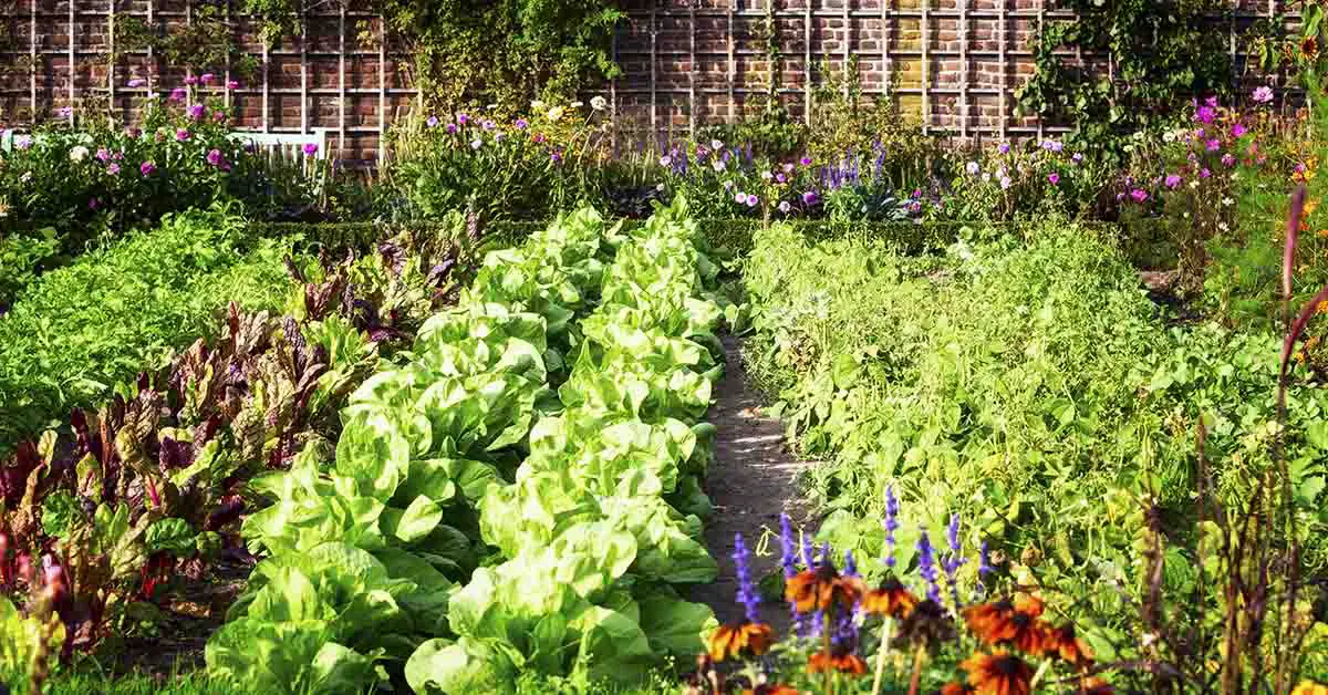 garden with multiple lettuces