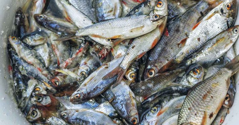 Little Boy Shows how he Uses Plastic Bottles to Catch Fish and Gets Almost 18 Million Views - Featured image