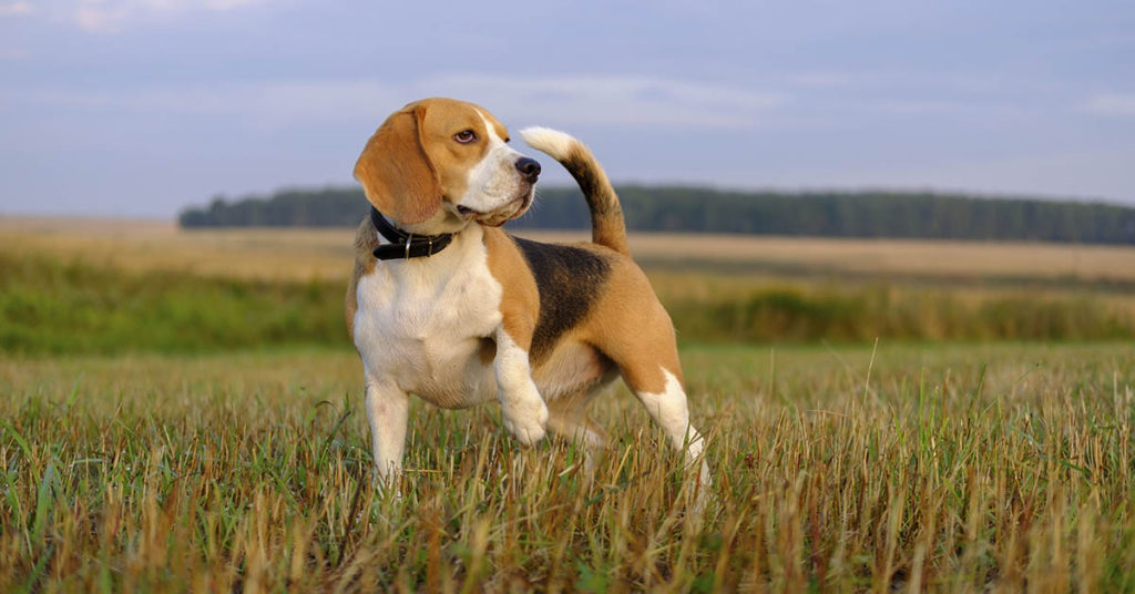 10 Times People had to Choose their Pet Over Their Partners and How It Went - Featured image