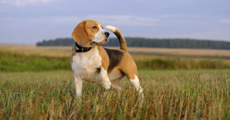 10 Times People had to Choose their Pet Over Their Partners and How It Went - Featured image