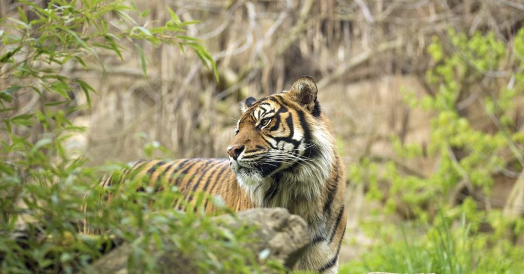 Social Media Users Are Challenging Each Other To Spot The Hidden Tiger In Viral Optical Illusion - Featured image