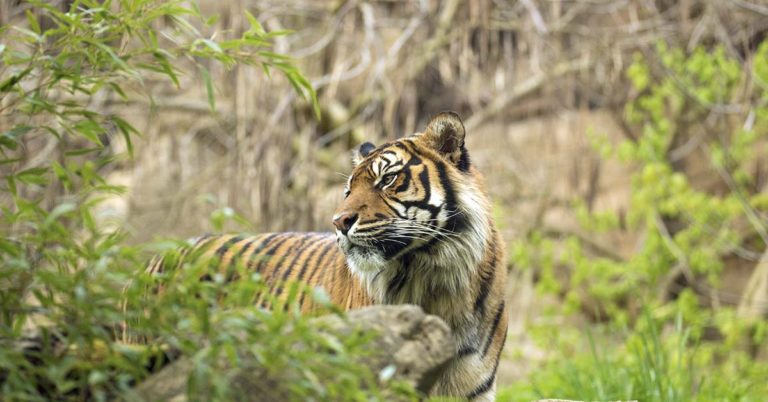 Social Media Users Are Challenging Each Other To Spot The Hidden Tiger In Viral Optical Illusion - Featured image