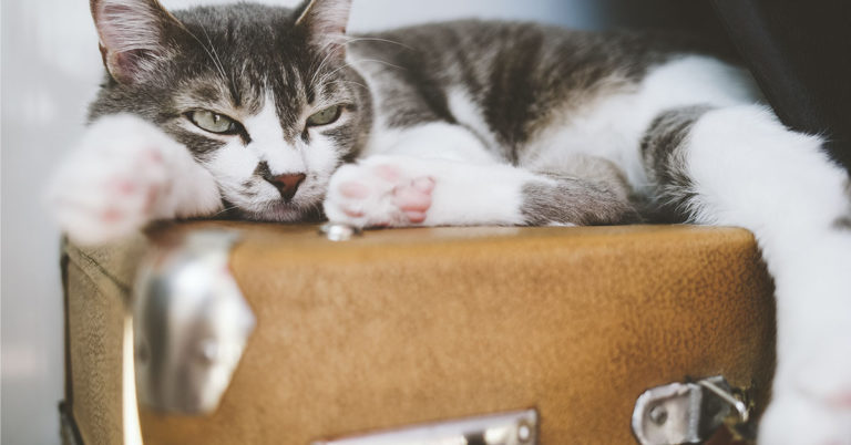 Woman saves $28,000 in travel expenses by watching other people’s cats in places she visits - Featured image