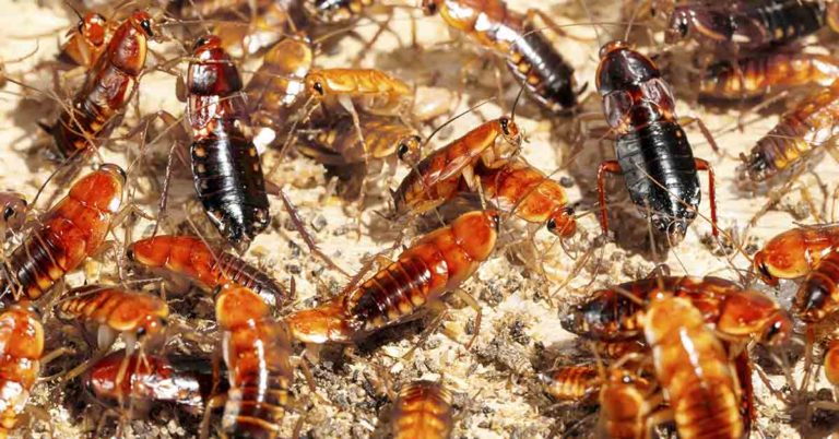 Company Offering $2,000 To Unleash 100 Cockroaches In Your Home: Here’s Why - Featured image