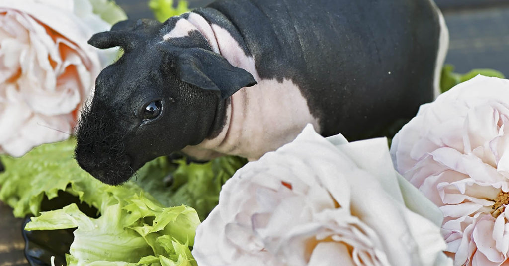 ‘Skinny Pigs’ Are Hairless Guinea Pigs That Look Like Pocket-Sized Hippos - Featured image