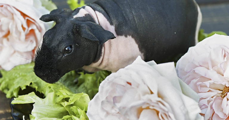 ‘Skinny Pigs’ Are Hairless Guinea Pigs That Look Like Pocket-Sized Hippos - Featured image