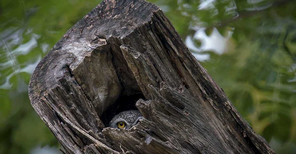 Can You Spot The Second Animal Hidden In This Optical Illusion? - Featured image