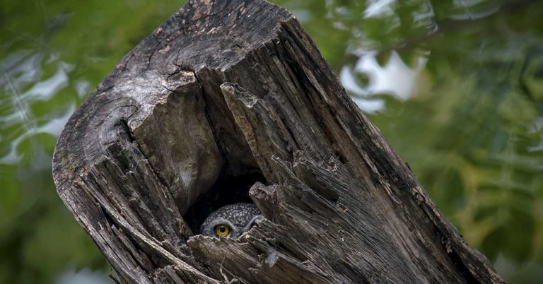 Can You Spot The Second Animal Hidden In This Optical Illusion? - Featured image