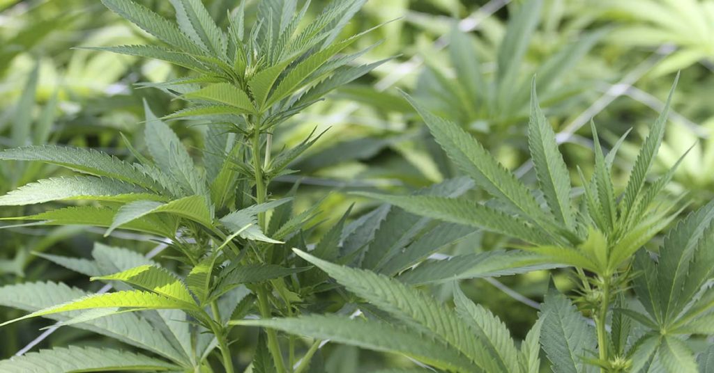 Council Accidentally Plants Cannabis In Towns Floral Displays - Featured image
