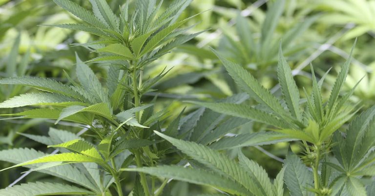 Council Accidentally Plants Cannabis In Towns Floral Displays - Featured image