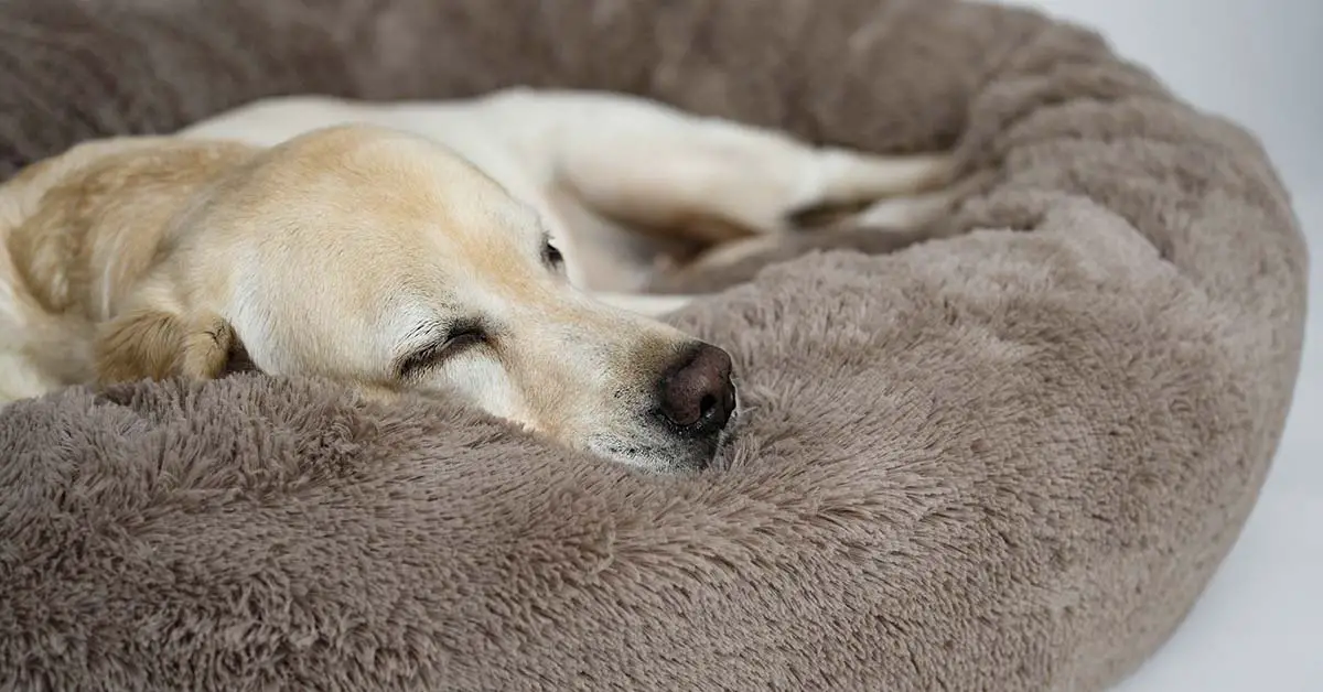 dog sleeping in dog bed
