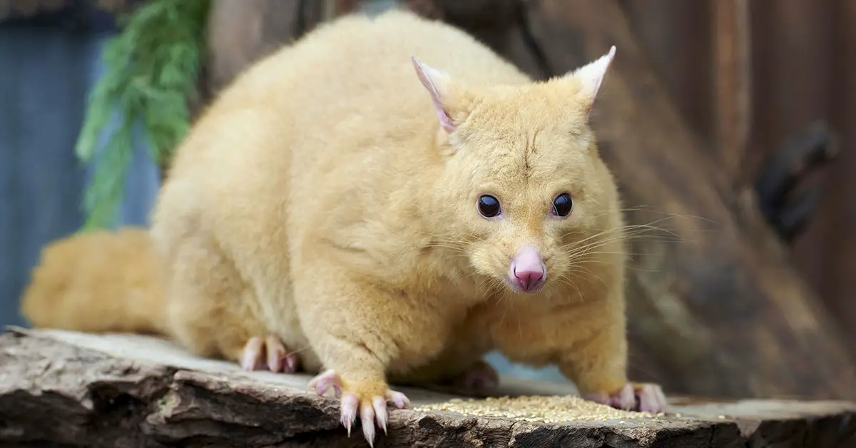 golden possum that looks like pikachu