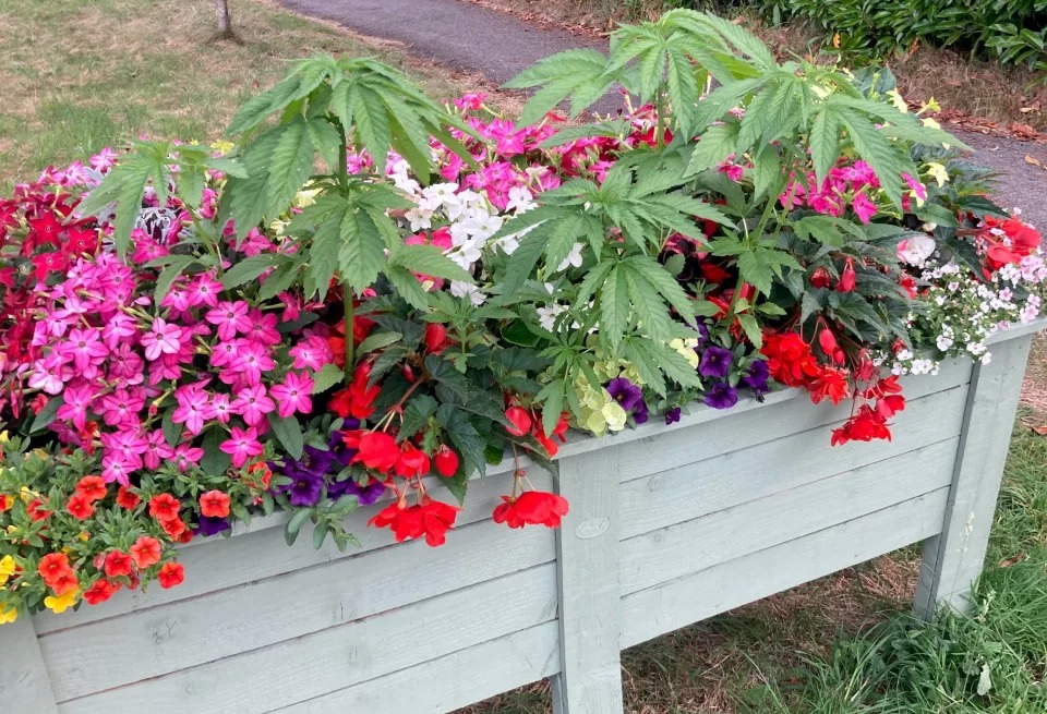 The Planter in West Parley Parish Council in Dorset which contained a plant that resembled a cannabis plant