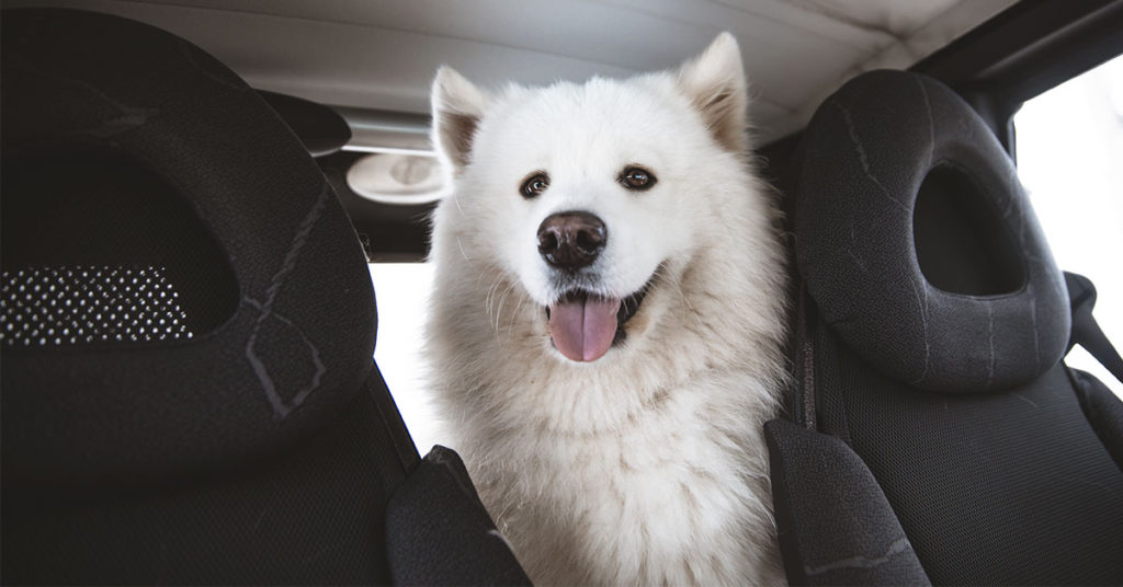 New York officer adopts dog she helped save from hot car a month ago - Featured image