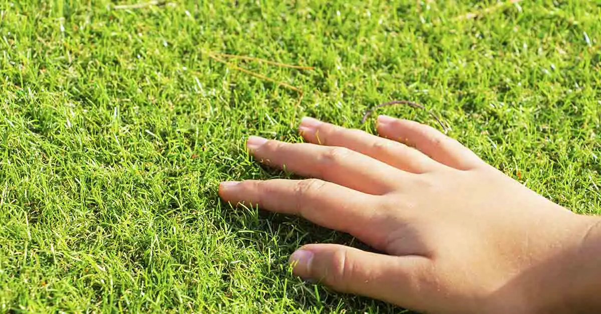 hand touching green grass