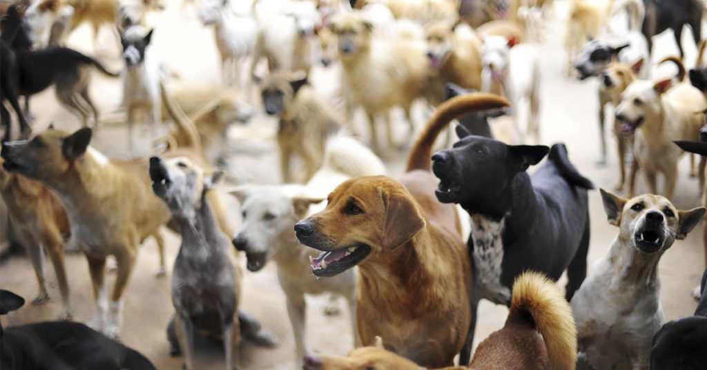 150 Healthy, Happy Dogs Found Living with Homeless Family in Arizona Desert - Featured image
