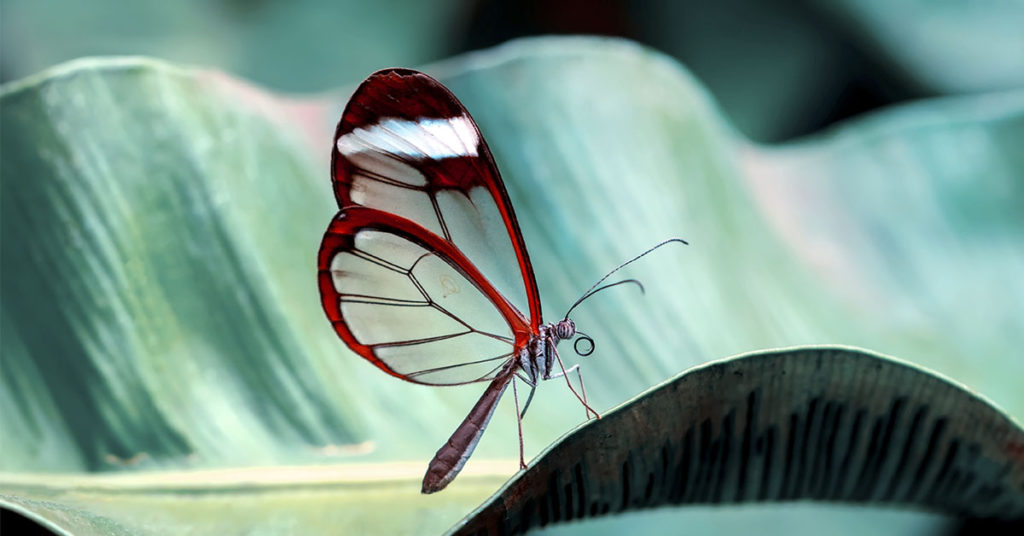 This Butterfly Has Completely Transparent Wings That Look Like Glass - Featured image