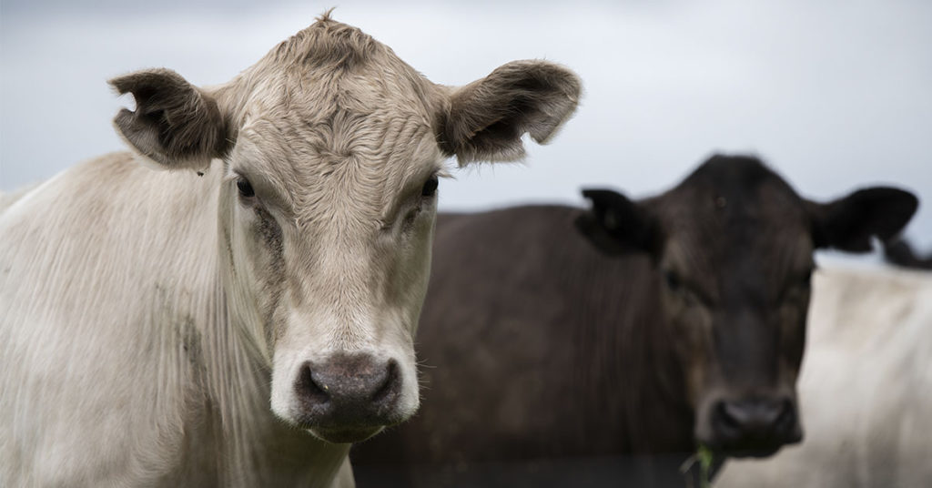 Farmer’s Coffin Taken On Tractor To See Cows ‘One Last Time’ In Touching Tribute - Featured image