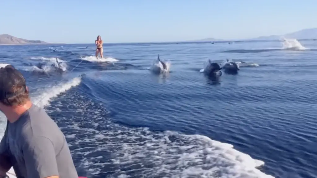 woman wakeboarding with a pod of dolphins 