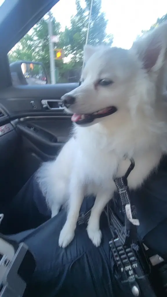 dog in car
