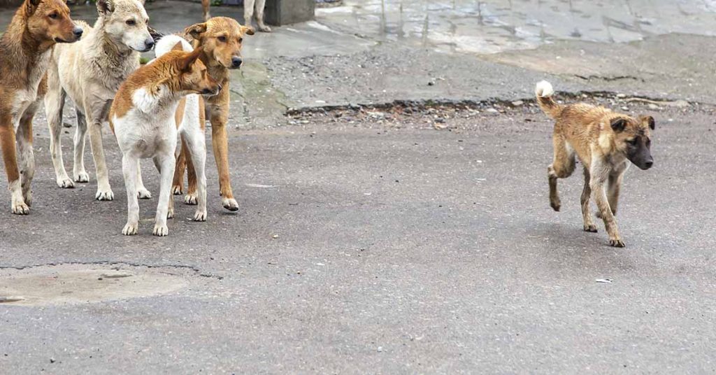 Stray Dog Kicked By Driver Returns With A Pack Of Friends To Trash His