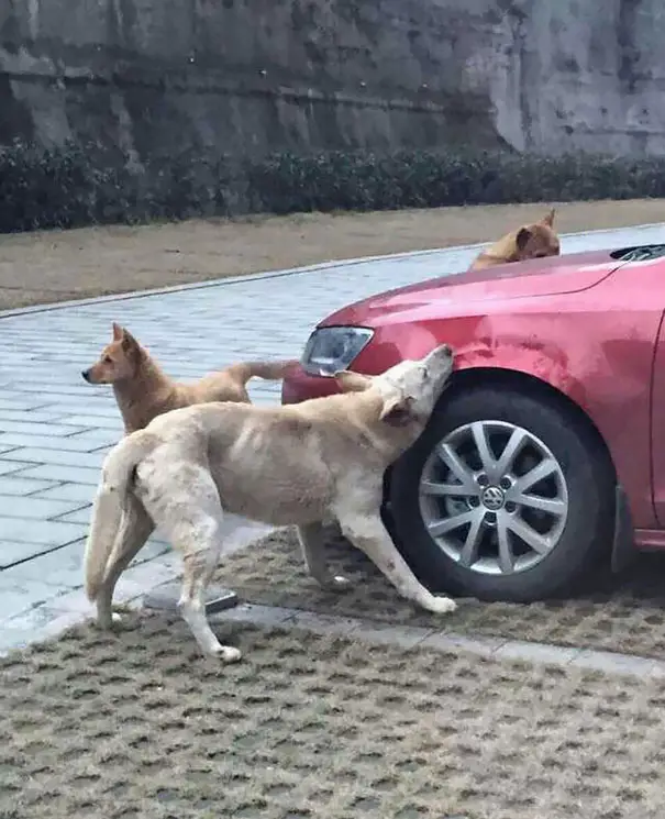 The stray dog and his gang chewing on the car's bodywork.