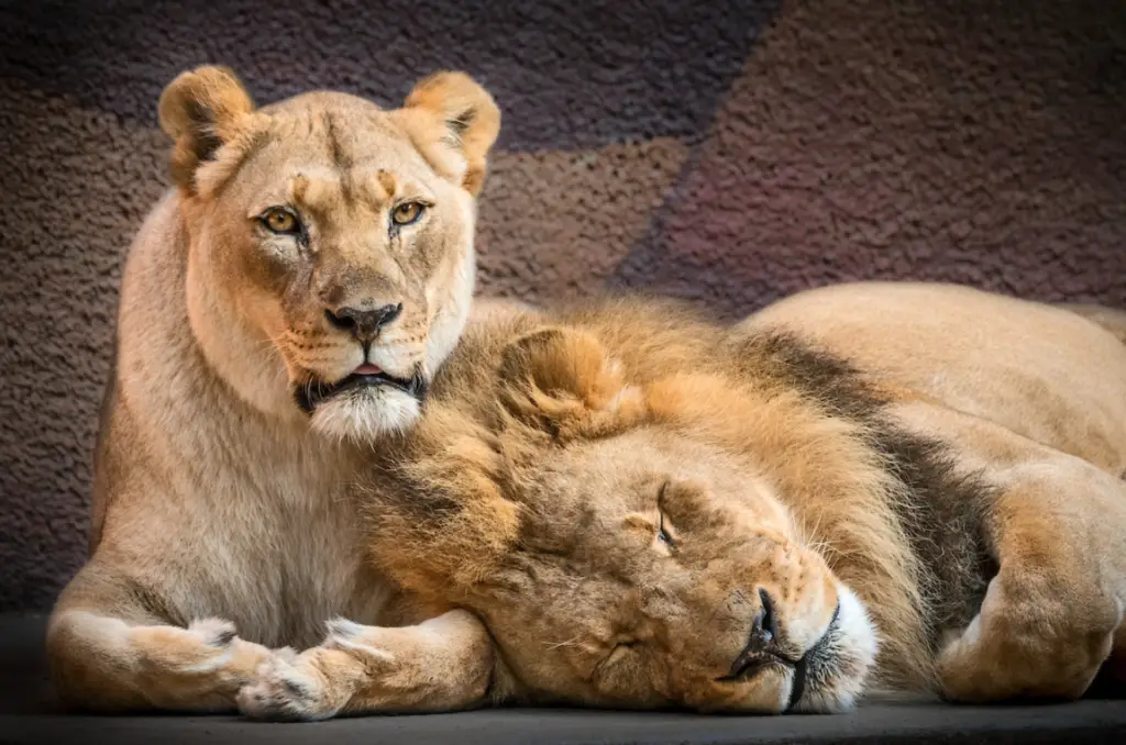 Hubert & Kalisa - lions cuddling