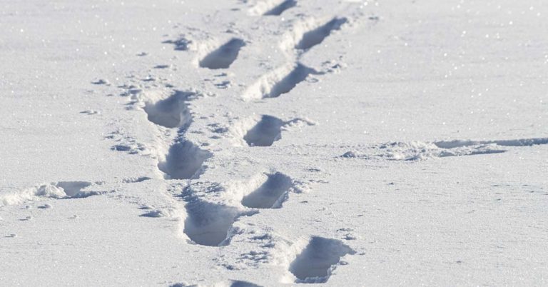 60-year-old walks for hours on end to create epic snow art with just his feet - Featured image