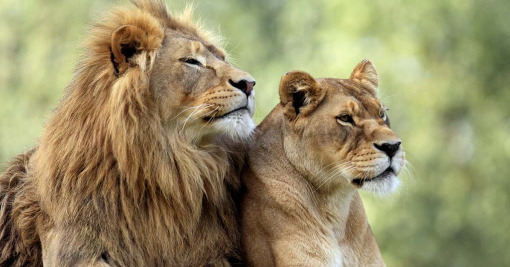 Inseparable elderly lions Hubert and Kalisa put down together so that neither has to live alone - Featured image