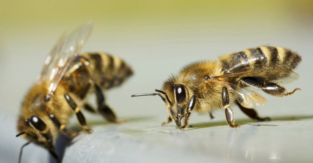 ‘Unbelievable’ Video Shows 2 Bees Working Together to Open a Soda Bottle - Featured image