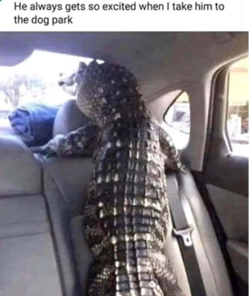 meme about alligator in car