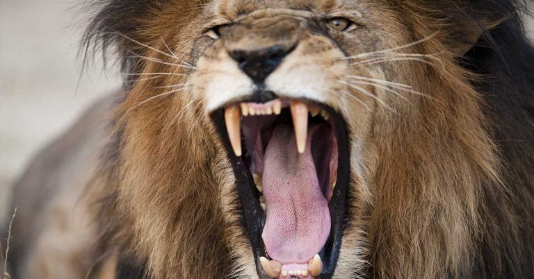 8% Of Americans Say They Think They Could Beat A Lion In A Fistfight - Featured image