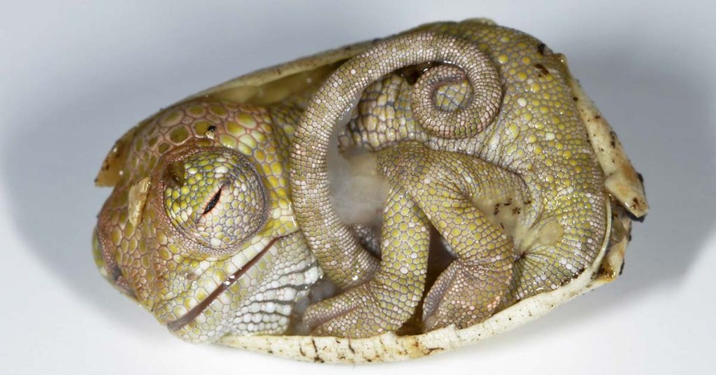 This Baby Chameleon Is Only Seconds-Old And Still Thinks He’s Inside His Egg - Featured image