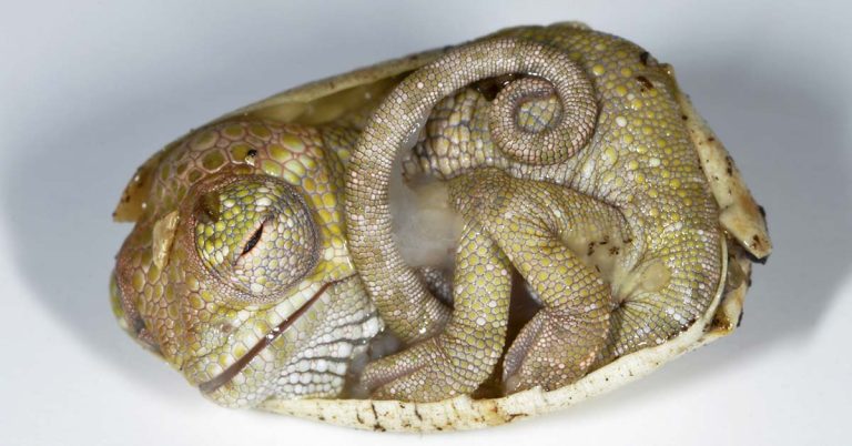 This Baby Chameleon Is Only Seconds-Old And Still Thinks He’s Inside His Egg - Featured image