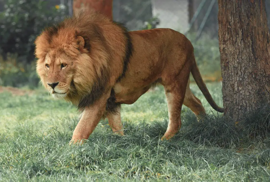 lion walking through grassy area 