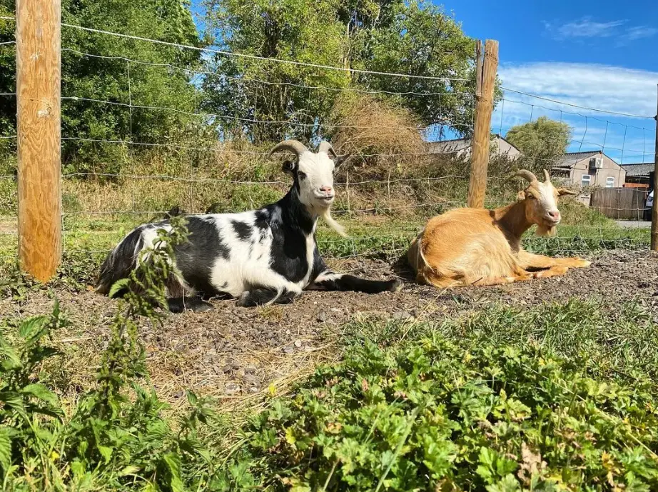 Pet goats Monty and Darwin